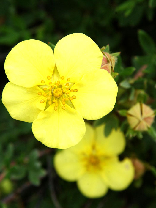 Fünffingerstrauch Kobold Blüte