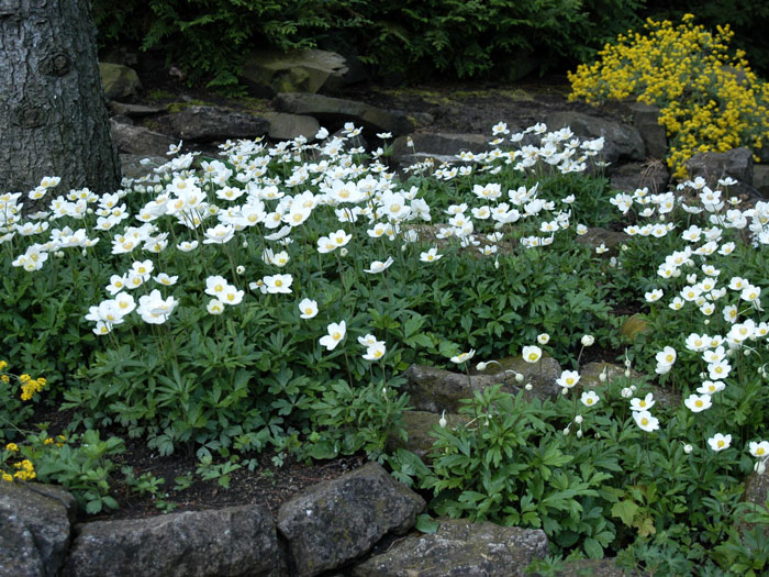 Die Wald-Anemone als Bodendecker