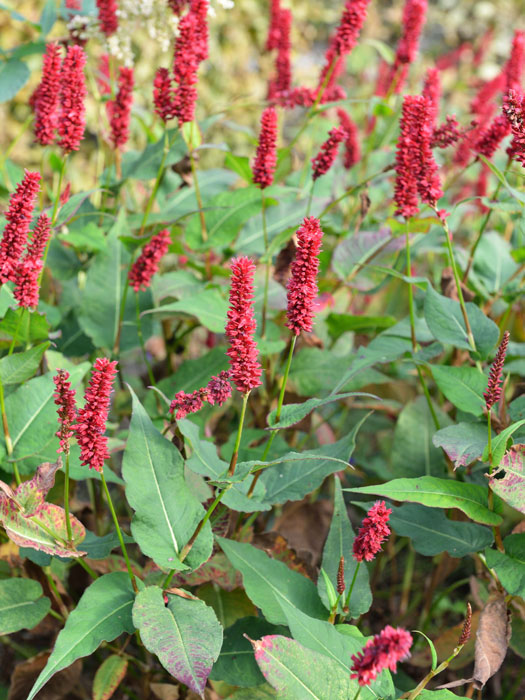 Bistorta (syn. Polygonum) amplexicaule 'Blackfield' (syn. auch Persicaria), Kerzenknöterich, Wiesenknöterich