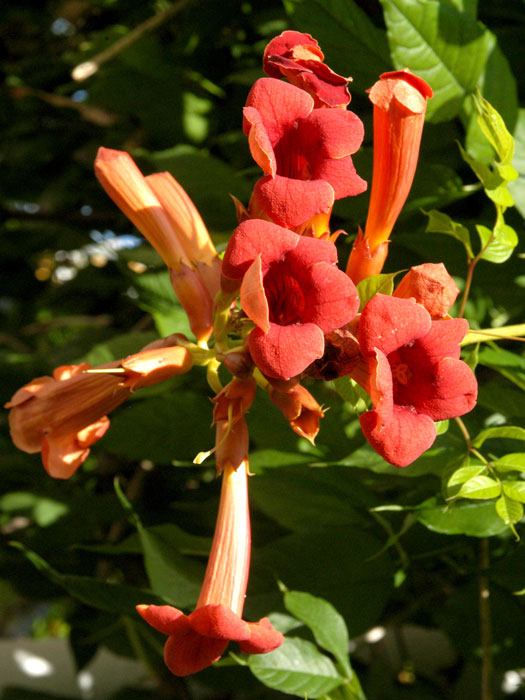 Auffallend bunte Blüte der Klettertrompete