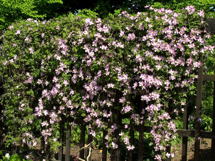 Dichte Begrünung mit der Clematis 'Tetrarose'