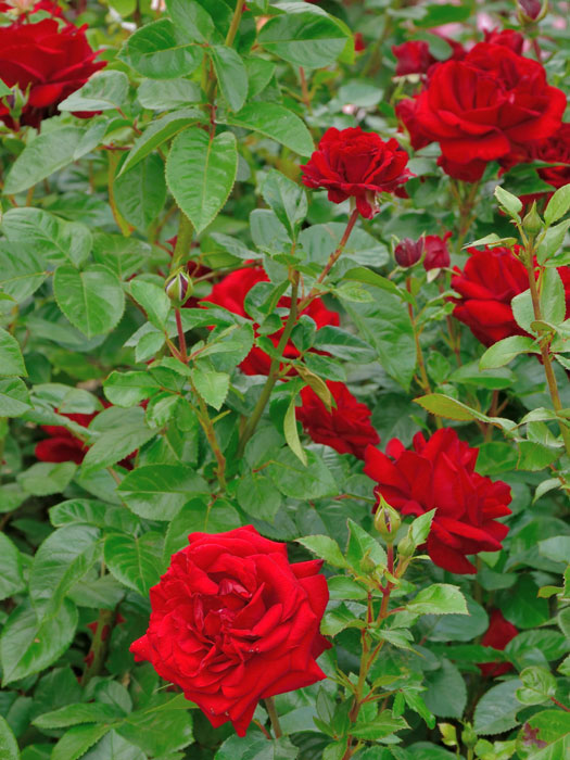 Blühende Rose Jugendliebe