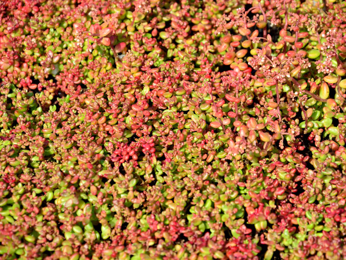 Sedum album 'Coral Carpet', Rotmoos-Mauerpfeffer, Fetthenne, Steinbrech, Fettblatt