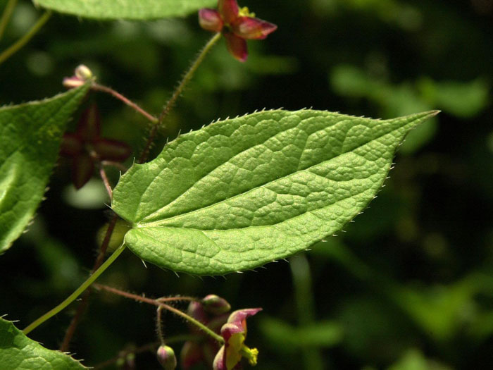 Das Blatt der Alpen-Sockenblume