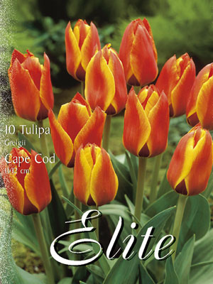 Greigii-Tulpe 'Cape Cod' (Art.Nr. 595760)