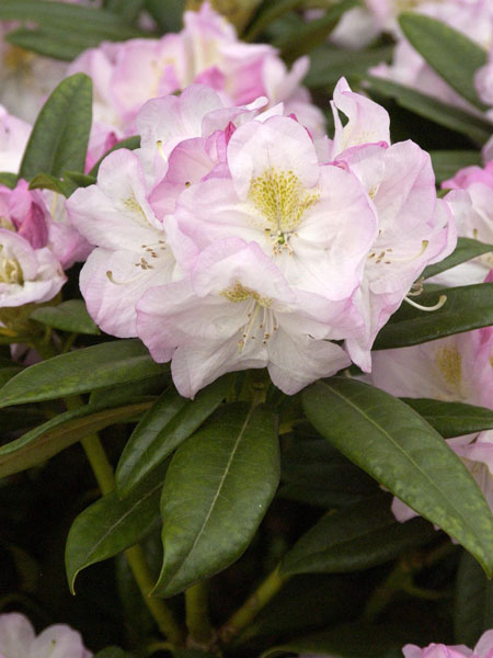 Rhododendron 'Brigitte'