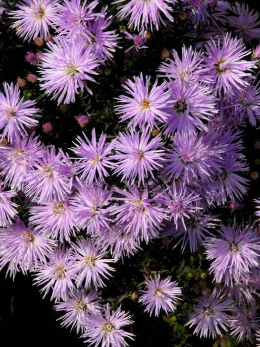 Aster amellus 'Lady Hindlip', Bergaster, Amellusaster