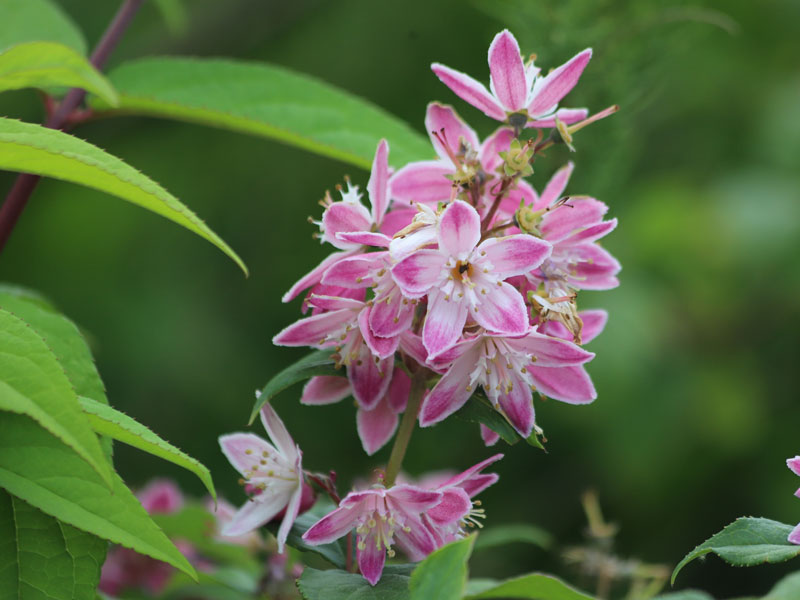 Deutzia hybrida 'Strawberry Fields', Sternchenstrauch