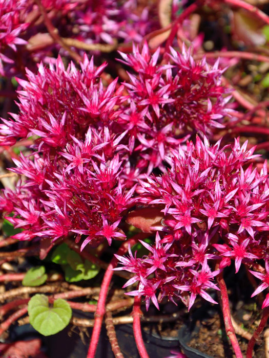 Sedum spurium 'Fuldaglut' (M), Kaukasische Teppich-Fetthenne, Teppich-Sedum