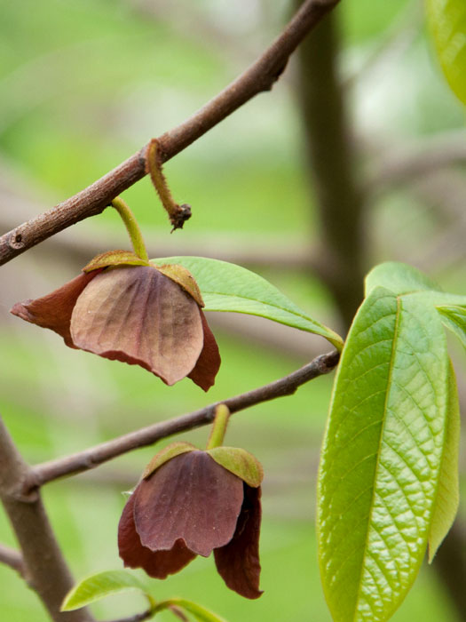 Indianerbanane (PauPau, PawPaw)