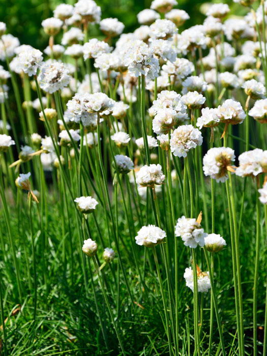 Armeria maritima 'Alba', weiße Grasnelke, Strand-Grasnelke