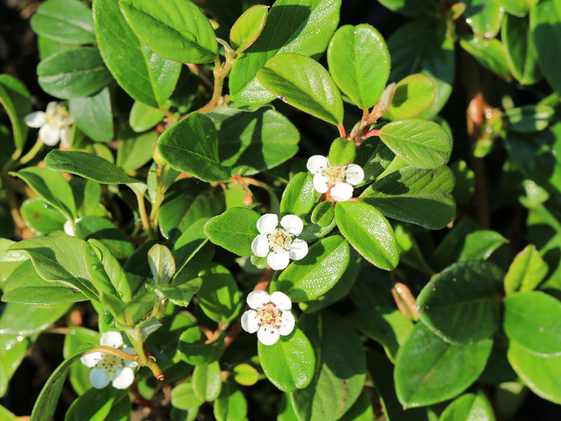 Cotoneaster dammeri radicans, Teppichmispel, Zwergmispel