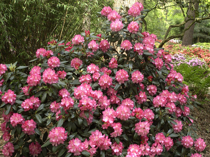 Rhododendron yakushimanum 'Marlis'