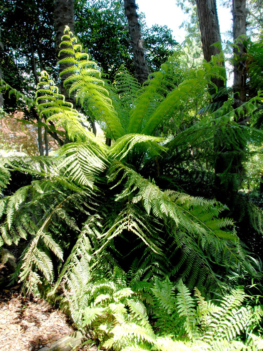 Polystichum setiferum, Weicher Schildfarn, Filigranfarn