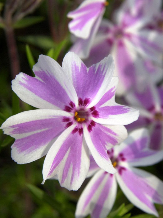 Phlox subulata 'Candy Stripes', Polster-Phlox Teppich-Phlox, Teppich-Flammenblume