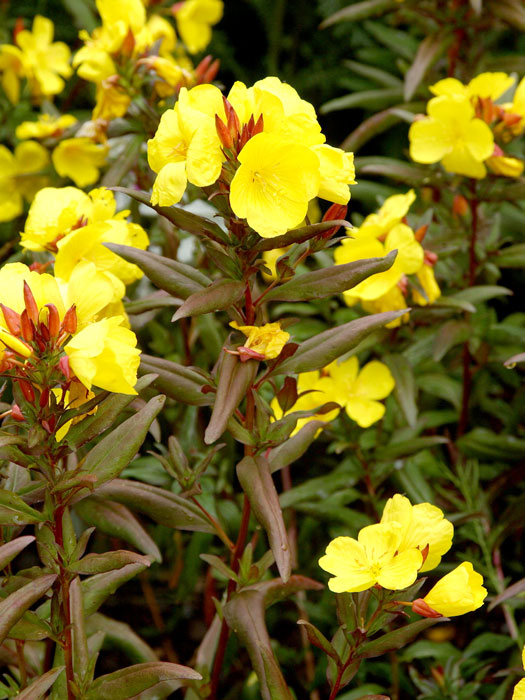 Oenothera fruticosa 'Sonnenwende', Nachtkerze