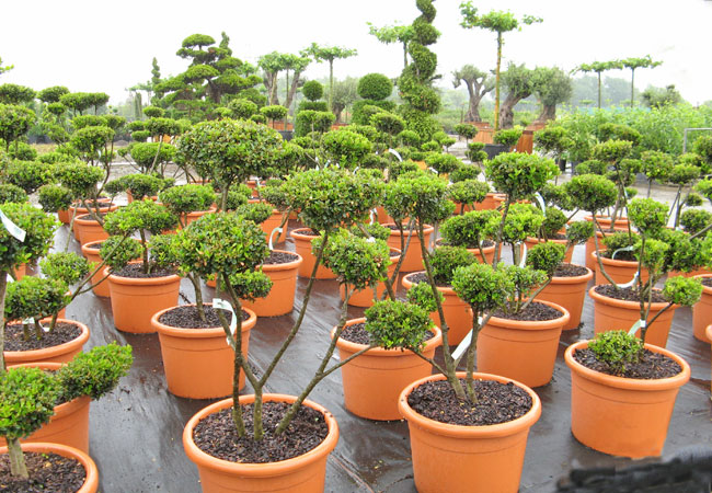 Ilex crenata Green Hedge - Bonsai, XXL-Produkt