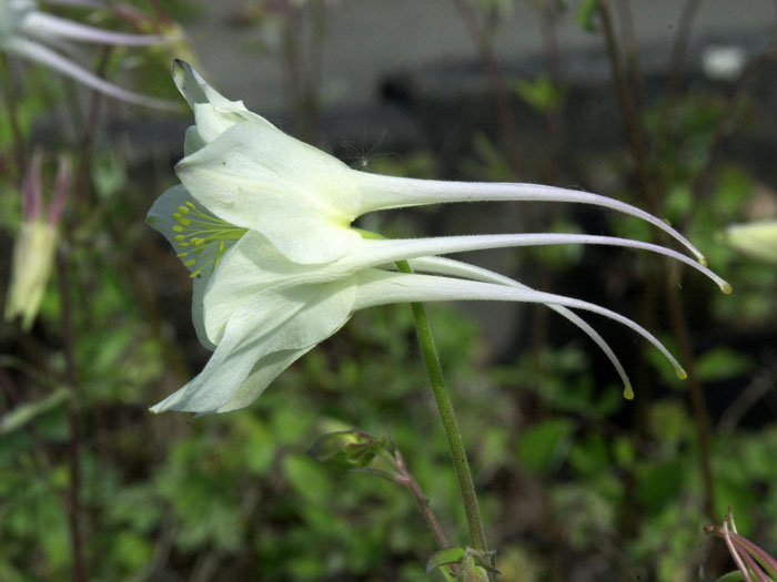 Aquilegia caerulea 'Kristall', Weiße Akelei, nordamerikanische Akelei