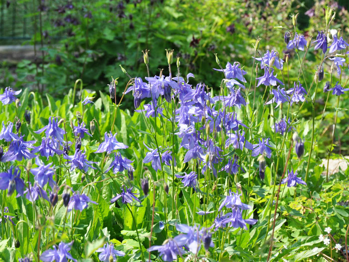 Aquilegia alpina (M), Alpen-Akelei