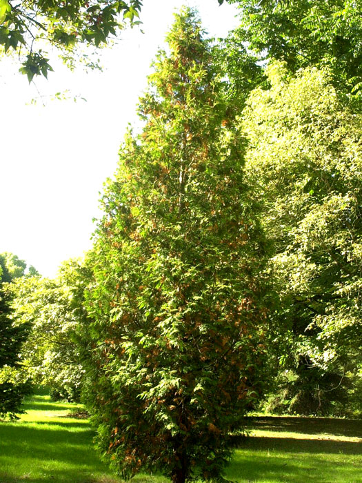 Thuja Sunkist Solitärpflanze