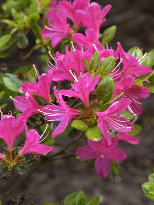 Rhododendron obtusum 'Kermesina', wintergrüne japanische Gartenazalee