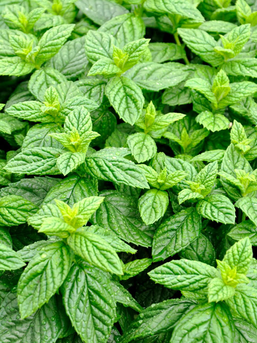 Ingwerminze, Mentha gentilis 'Variegata'