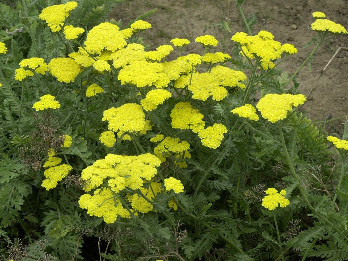 Achillea clypeolata 'Moonshine', Goldquirl-Garbe