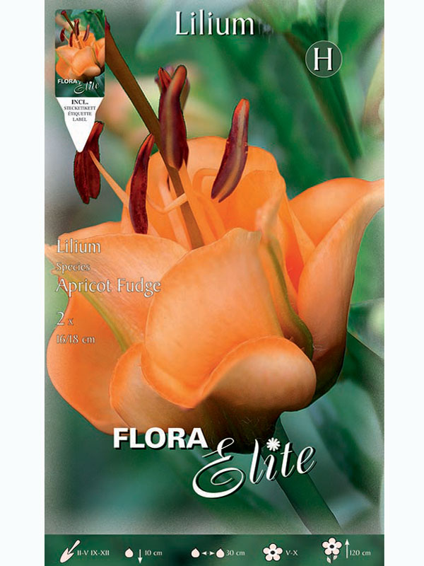 Lilie 'Apricot Fudge', Lilium (Art.Nr. 5217850)