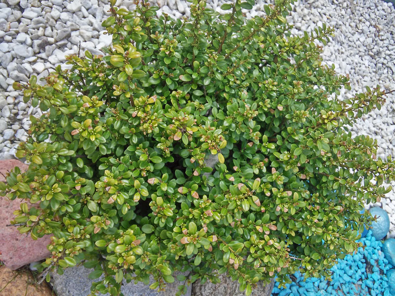 Ilex crenata 'Glorie Dwarf', Berg-Ilex