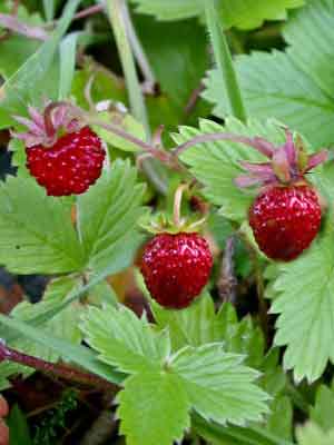 Walderdbeere, Fragaria vesca