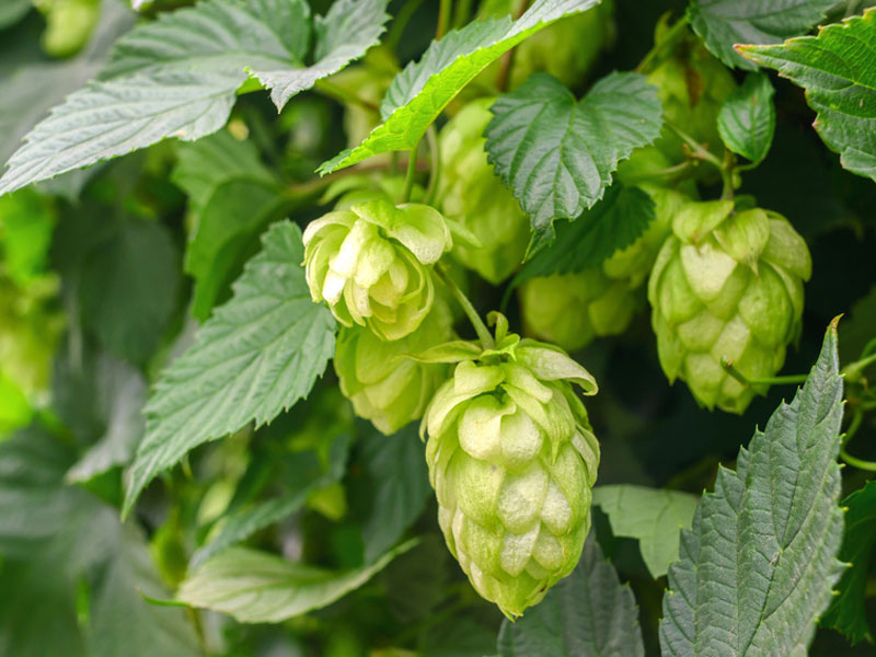 Die junge Fruchtstände des Hopfens