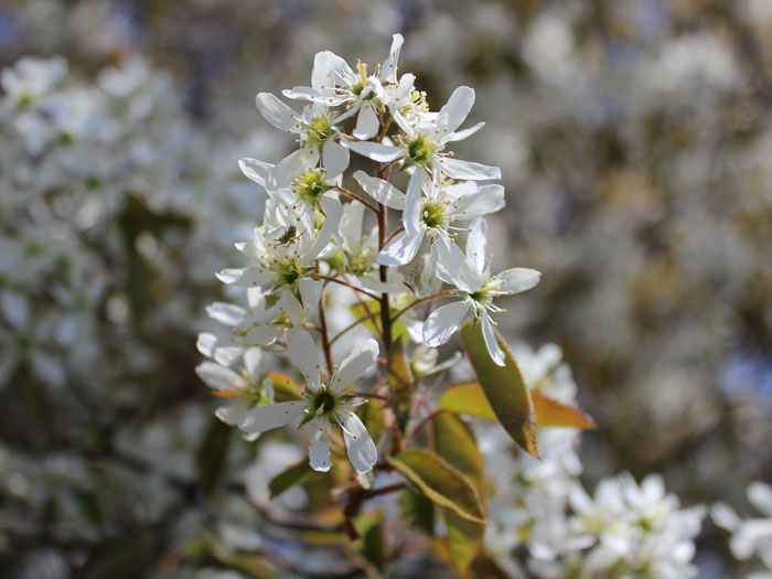 Weiße Blüte der Kupfer-Felsenbirne