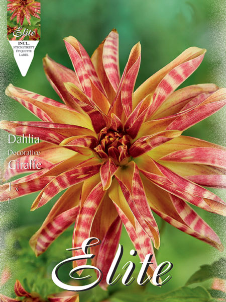 Orchideenblütige-Dahlie 'Giraffe', Dahlia (Art.Nr. 520657)