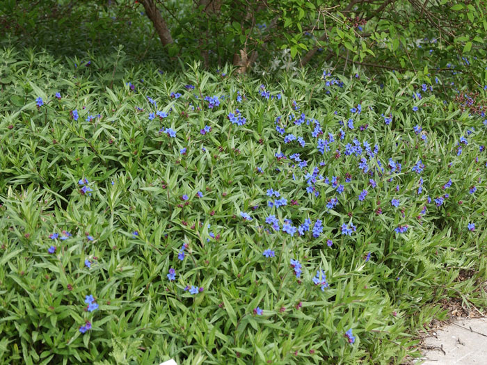 Kontrastreiches Bild der blauen Blüte mit dem sattgrünen Laub