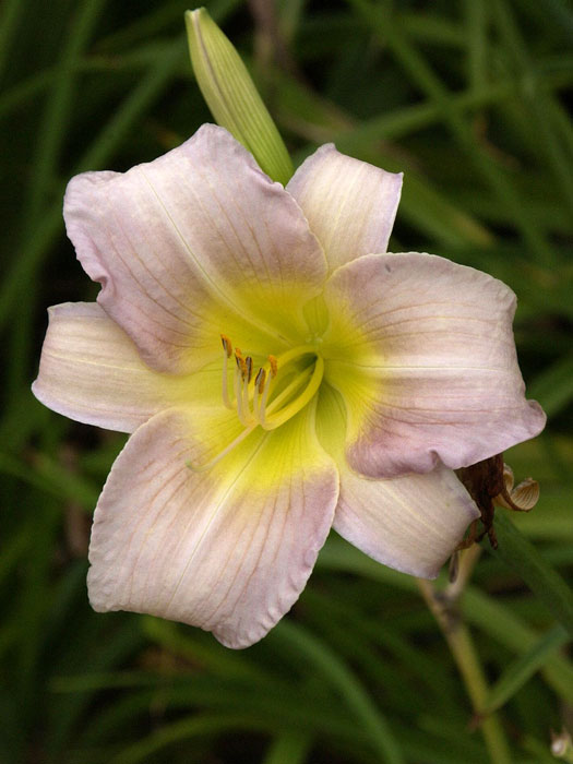 Hemerocallis x cultorum 'Catherine Woodbery', Garten-Taglilie