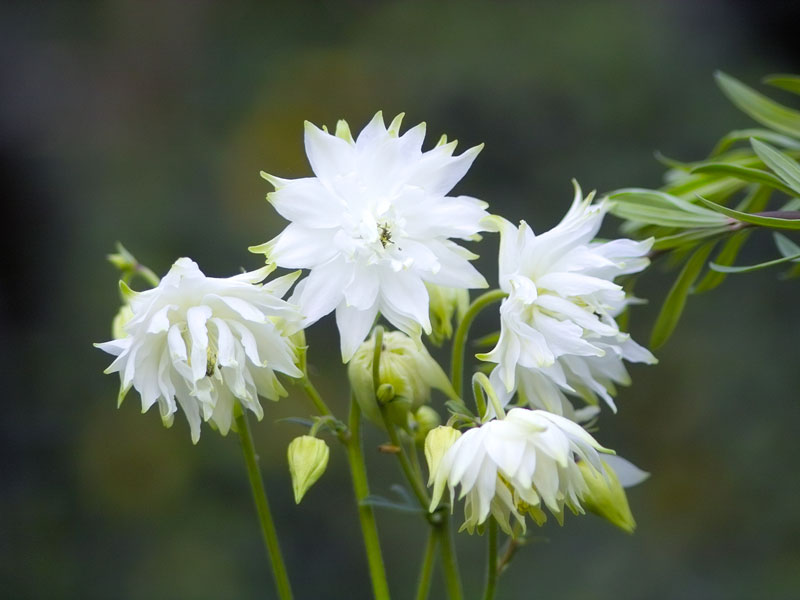 Aquilegia x cultorum 'White Barlow', Gefüllte Akelei