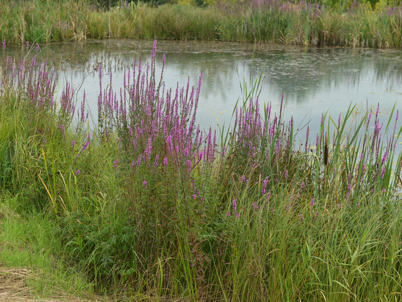 Lythrum salicaria (M),  Blutweiderich