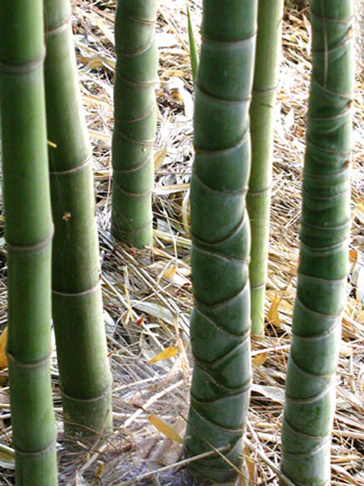 Phyllostachys aurea, Gelber Bambus