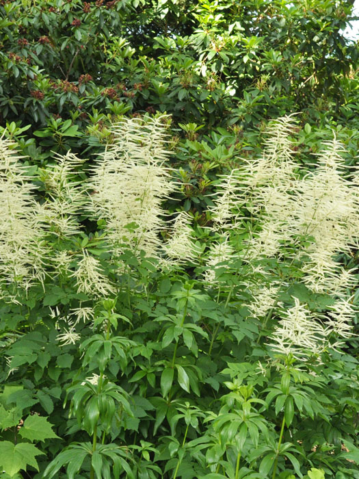 Aruncus dioicus, Wald-Geißbart