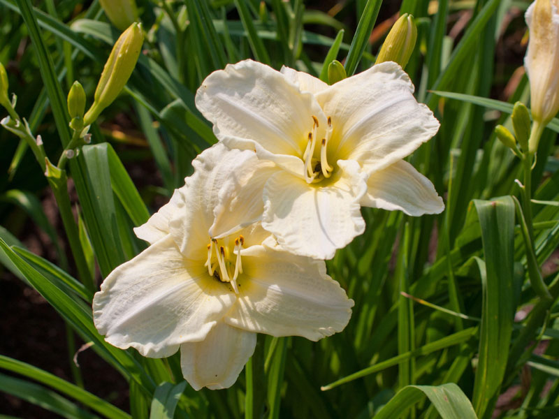 Hemerocallis Hybride 'White Temptation', Taglilie