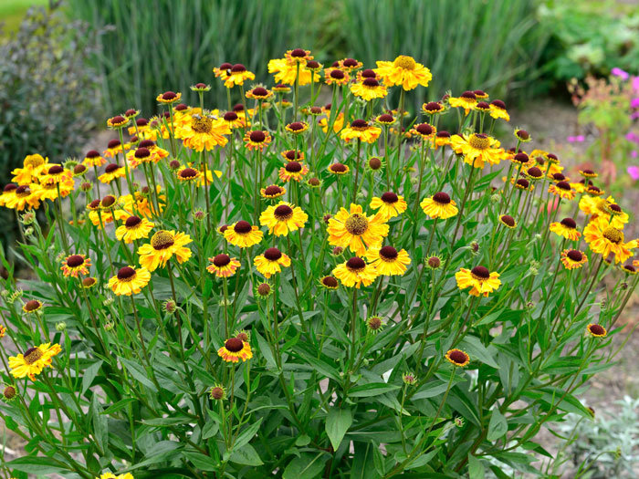 Helenium x cultorum 'Wyndley', Garten-Sonnenbraut