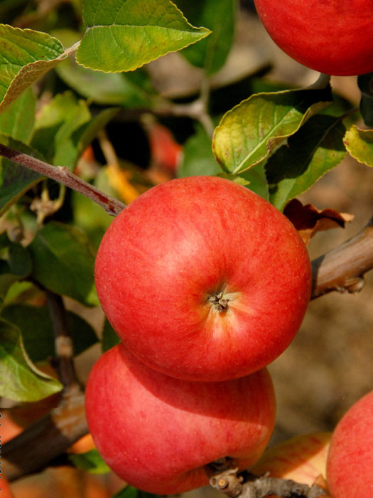 Der Apfel Berlepsch