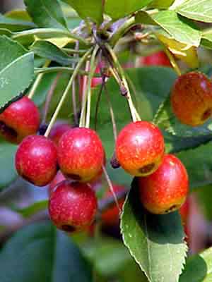 Zierapfel Tina Frucht