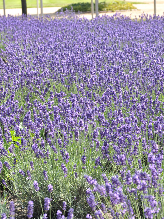 Lavendel Hidcote Blue Bodendecker