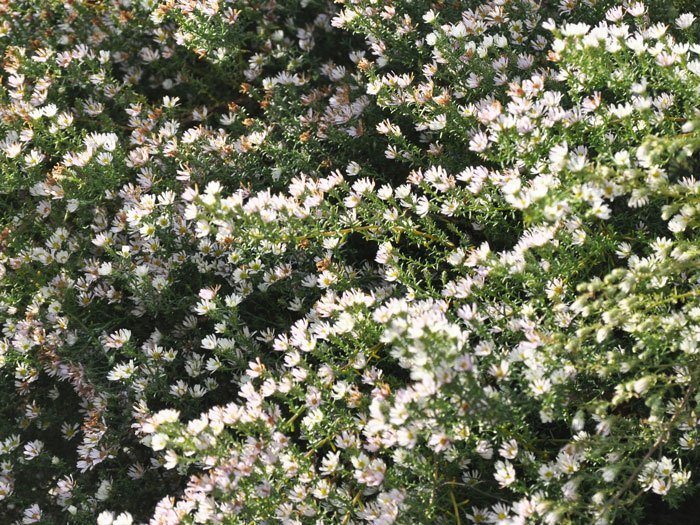 Aster ericoides 'Schneetanne', Myrtenaster, Garten-Erika-Aster