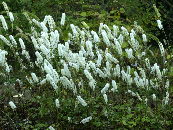 Actaea simplex 'White Pearl', Oktober-Silberkerze, Armleuchter-Silberkerze