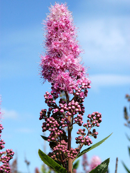 Kolbenspiere Triumphans Blüte