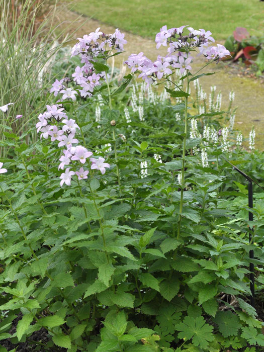 Campanula lactiflora 'Loddon Anne', Große Doldenglockenblume, Gartenglockenblume