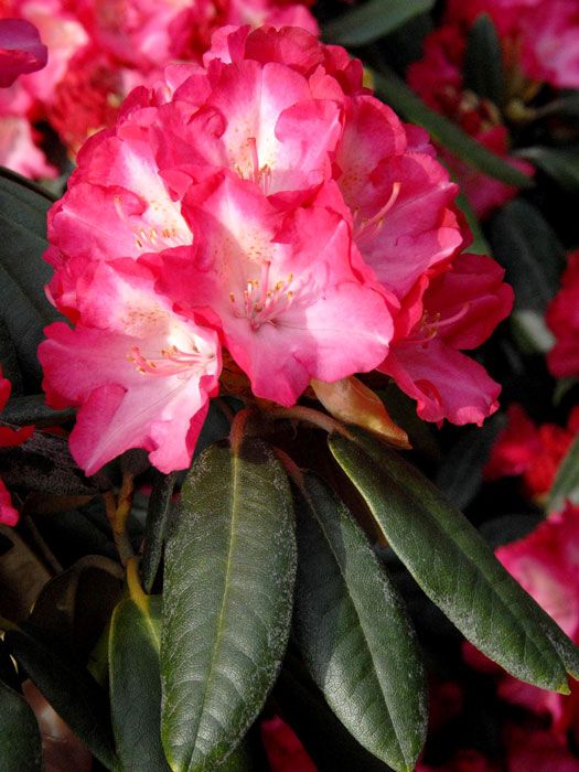 Rhododendron yakushimanum 'Fantastica'