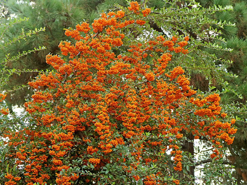 Pyracantha 'Orange Charmer', Feuerdorn